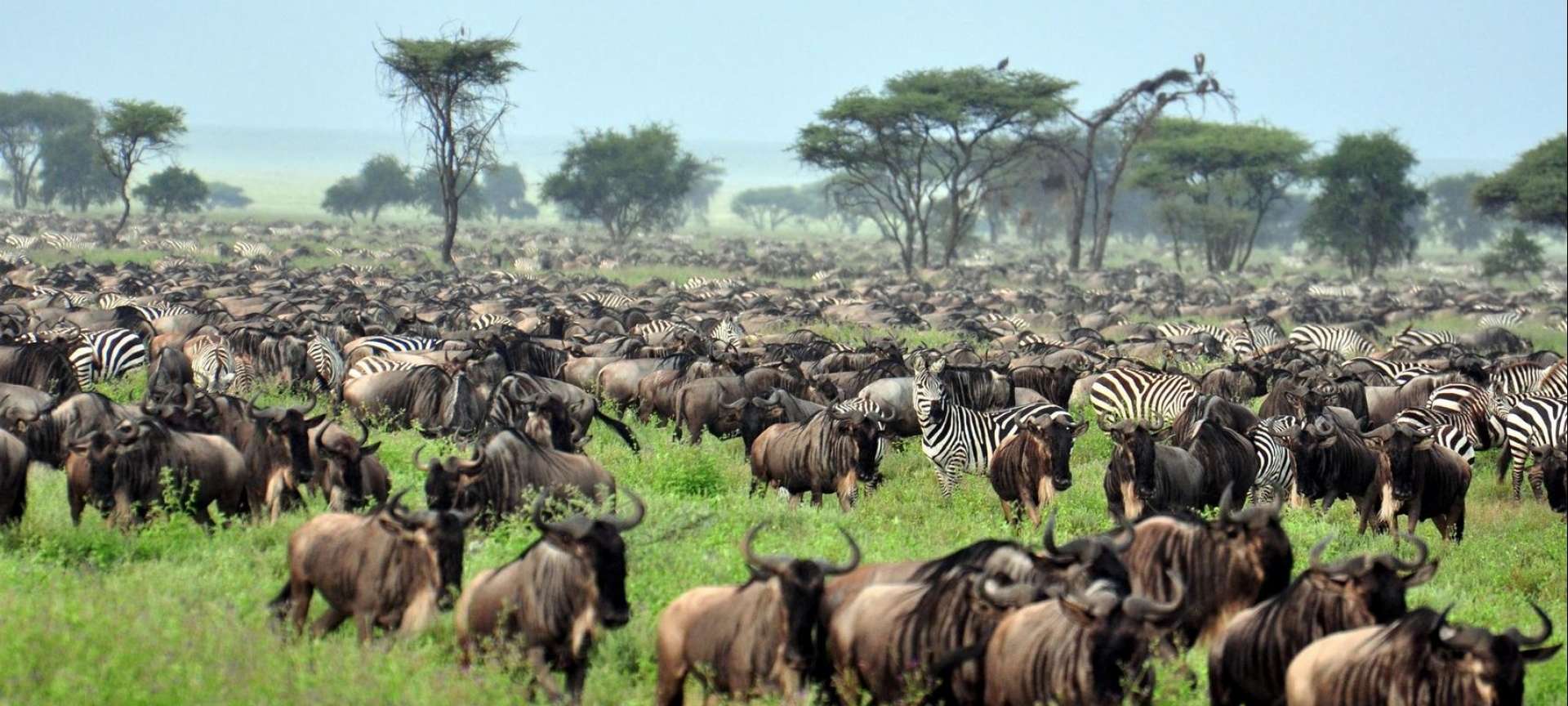 Migration Safari in Tanzania - Africa Wildlife Safaris