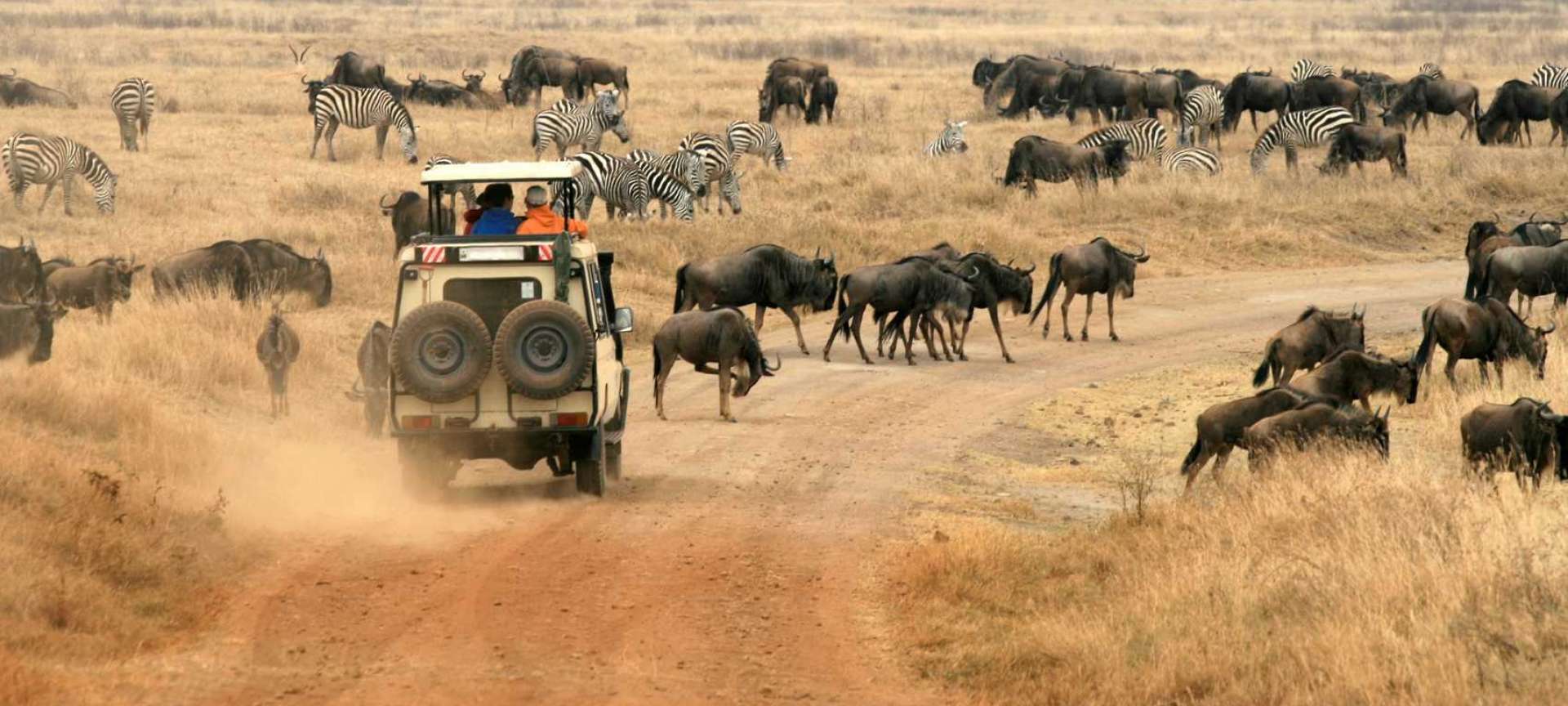 Migration Safari In Tanzania Packages Itineraries Discover Africa Safaris