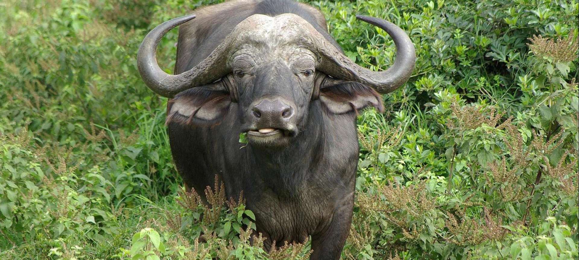 Big Five safari in Kenya Packages &amp; Itineraries