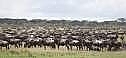 Grazing Wildebeests