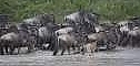 River Crossing Wildebeests