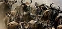 Wildebeests