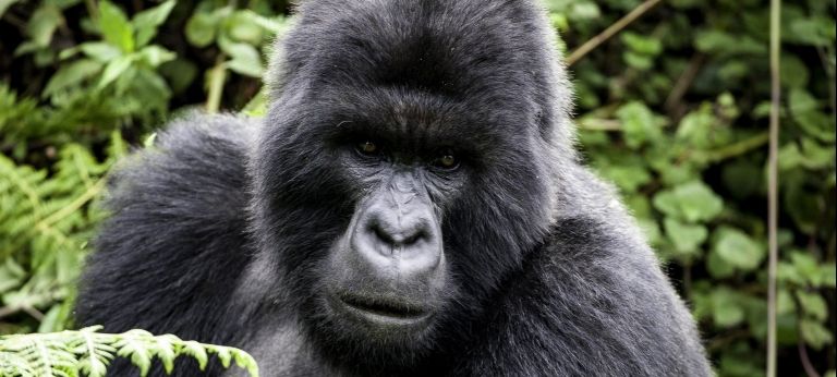 Gorilla trekking and the Great Migration Combined