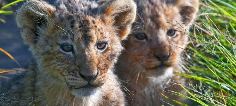 Lion Cubs