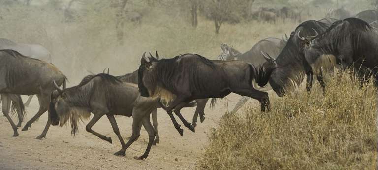 The wildebeest migration in the Serengeti National Park, Tanzania.
