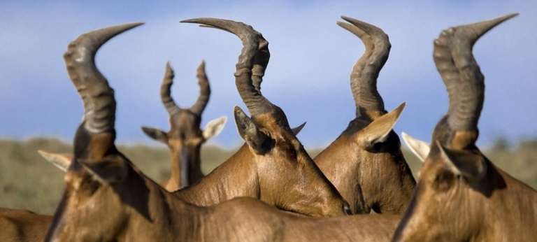 Africa’s biggest elephant and the endangered Hunter’s hartebeest (EA 7 days) - Africa Wildlife Safaris