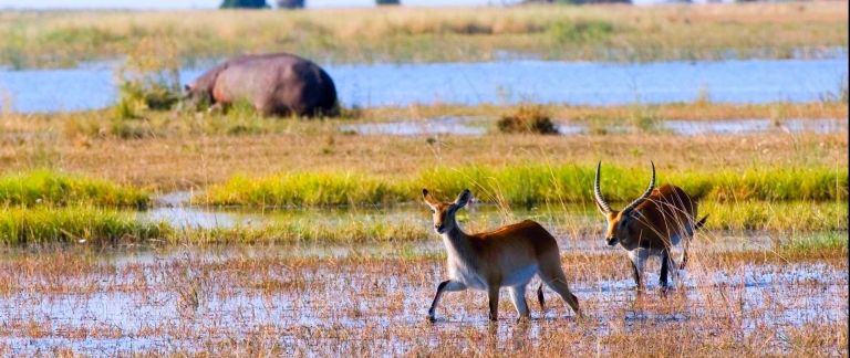 Savuti Marsh is a haven to wildlife