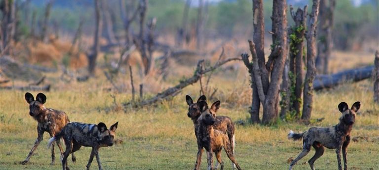 Delights of Moremi Game Reserve Safari - Africa Wildlife Safaris