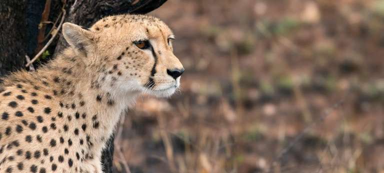 Big cat safari in the Kruger National Park - Africa Wildlife Safaris