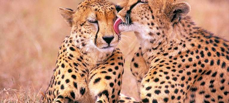 Cosmopolitan Cape Town and Kruger Tour (7 days) - Africa Wildlife Safaris