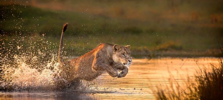 A lionness jumps through the water, intent on catching her prey