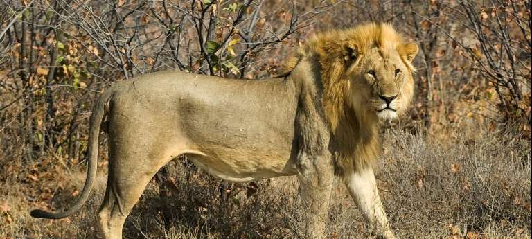 Unforgettable Namibia Safari Adventure (11 days) - Africa Wildlife Safaris