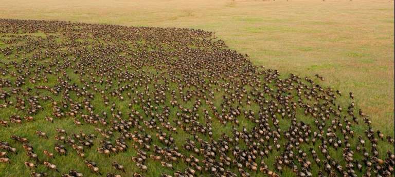 | HerdTracker July/October Great Wildebeest Migration safari