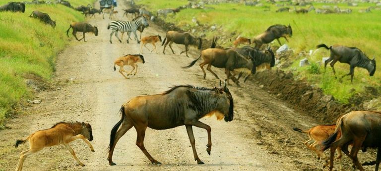 Tanzania Affordable Calving Season with HerdTracker