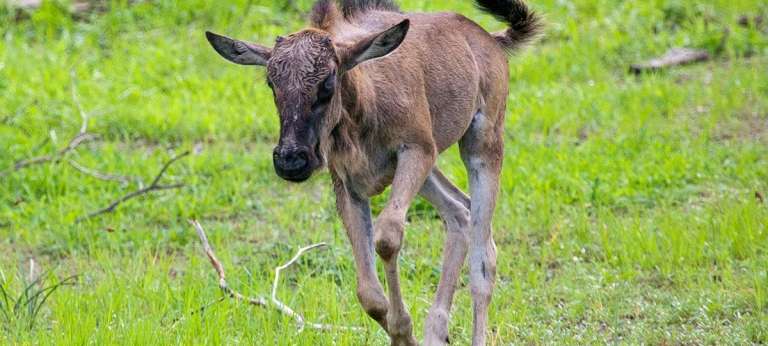 HerdTracker’s February Wildebeest Calving Season Safari in Tanzania (9 days)