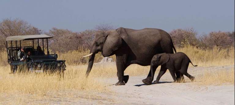 Botswana Premium Safari Collection (8 days) - Africa Wildlife Safaris