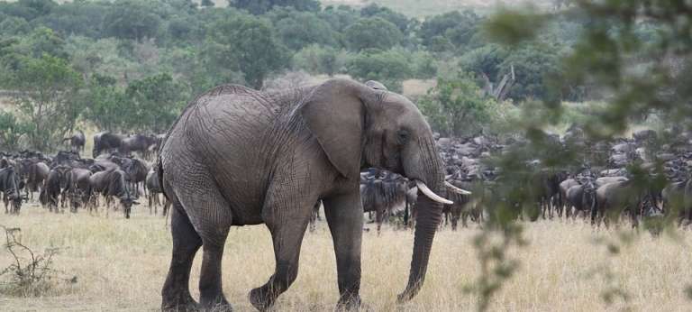 Discover Africa Safaris