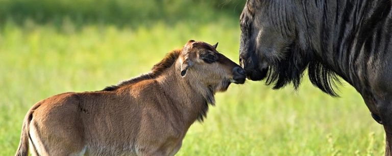 Discover Africa Safaris