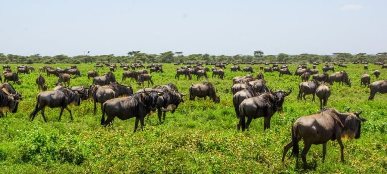 9-day June/July Great Migration safari in Tanzania (Value-for-money)