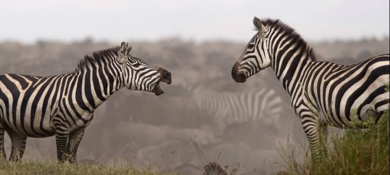 | 2021 Tanzania July to October Great Migration safari (Best for budget)