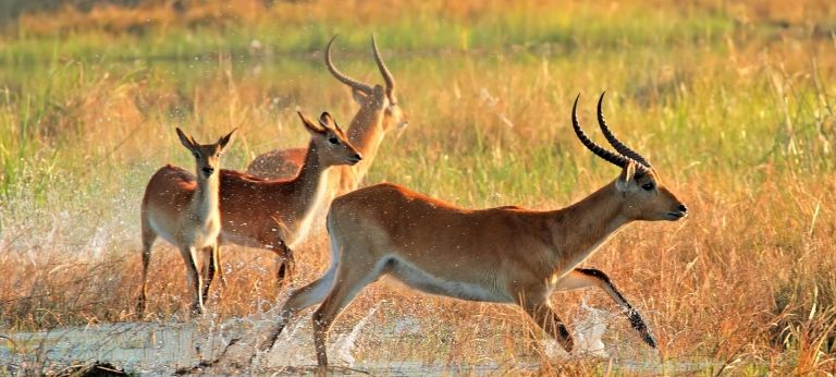  | Wild Botswana and Zimbabwe Safari (10 days)