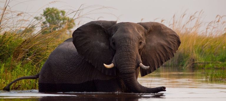 Discover Africa Safaris
