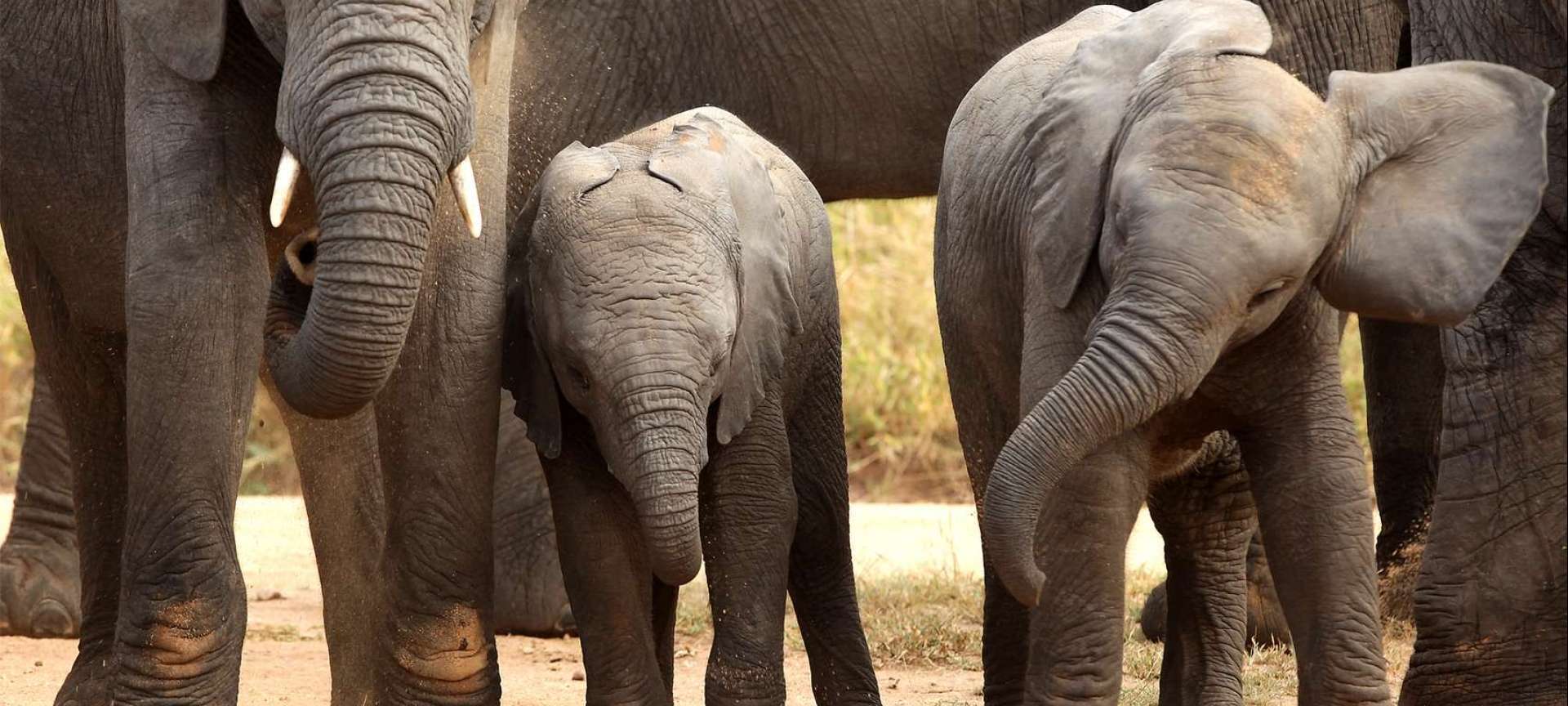 Southern Africa - Africa Wildlife Safaris