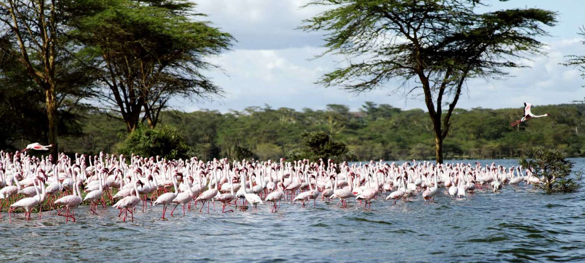 Lake Naivasha_Flamings_Kenya