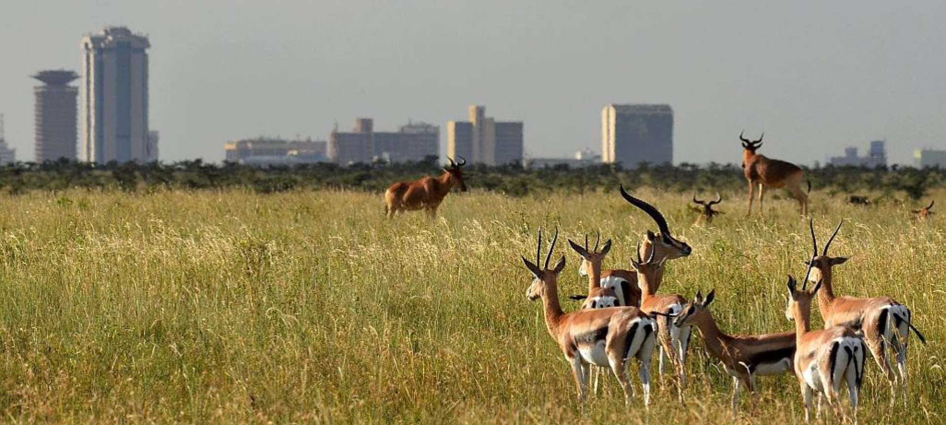 Nairobi National Park safaris, tours and holiday packages | Discover Africa  Safaris