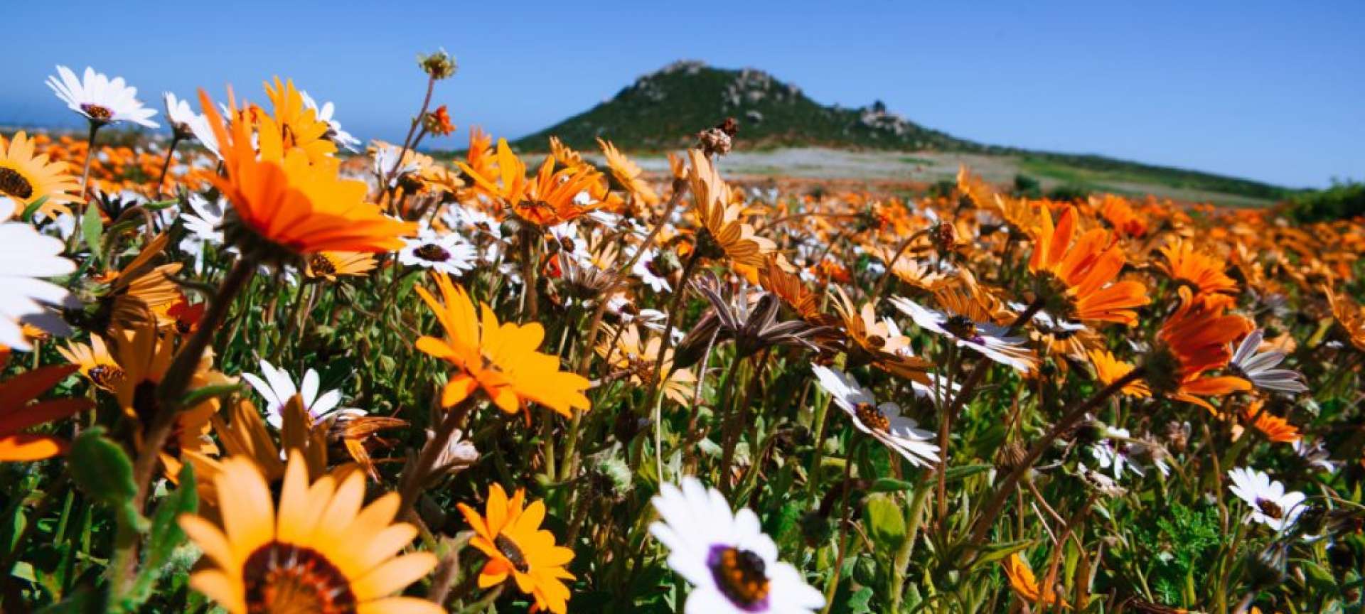 Wildflowers along the west coast in full bloom