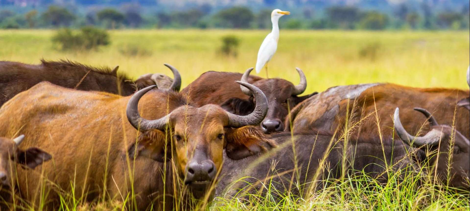 Ngorongoro Crater - Africa Wildlife Safaris