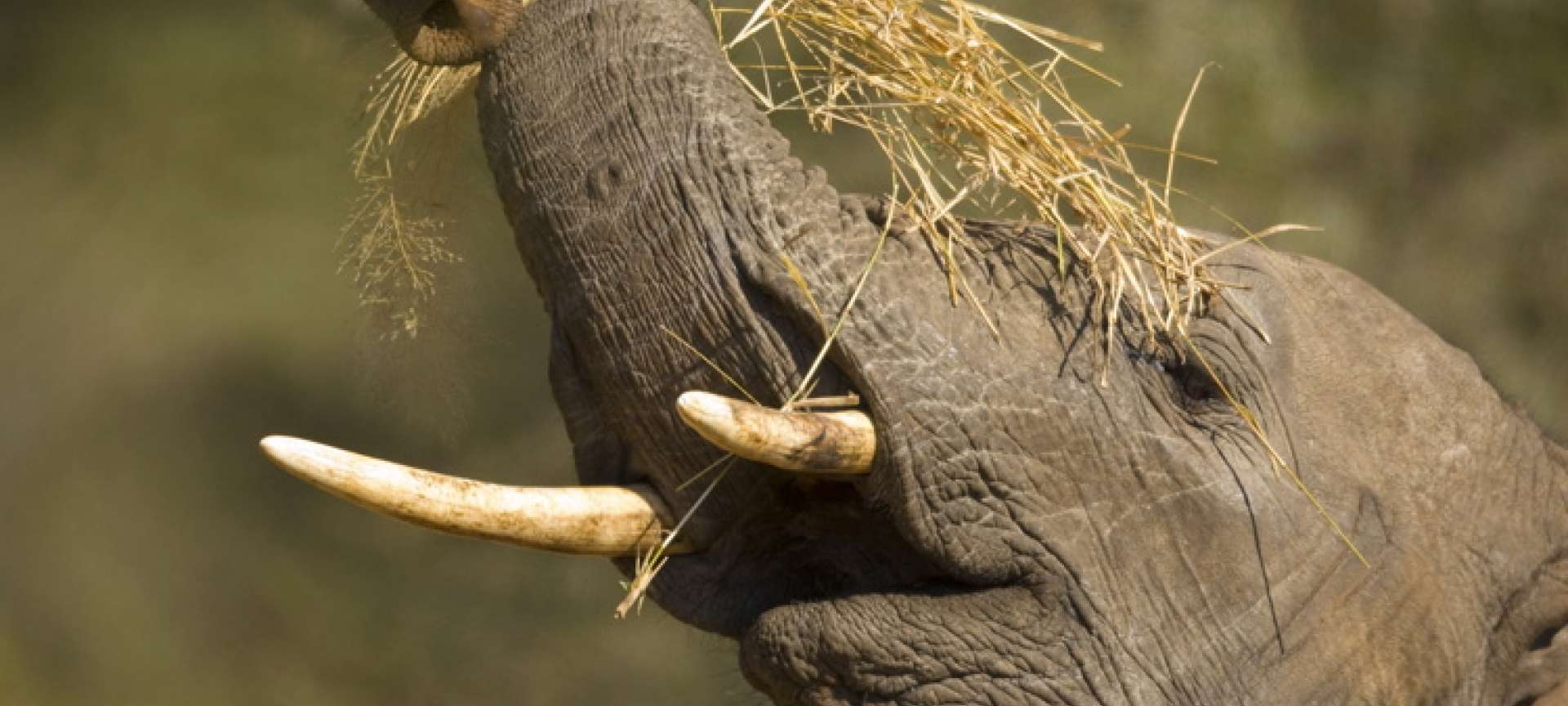 Ngorongoro Crater - Africa Wildlife Safaris