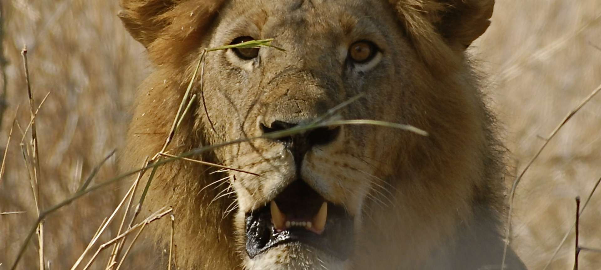 Ruaha National Park - Africa Wildlife Safaris