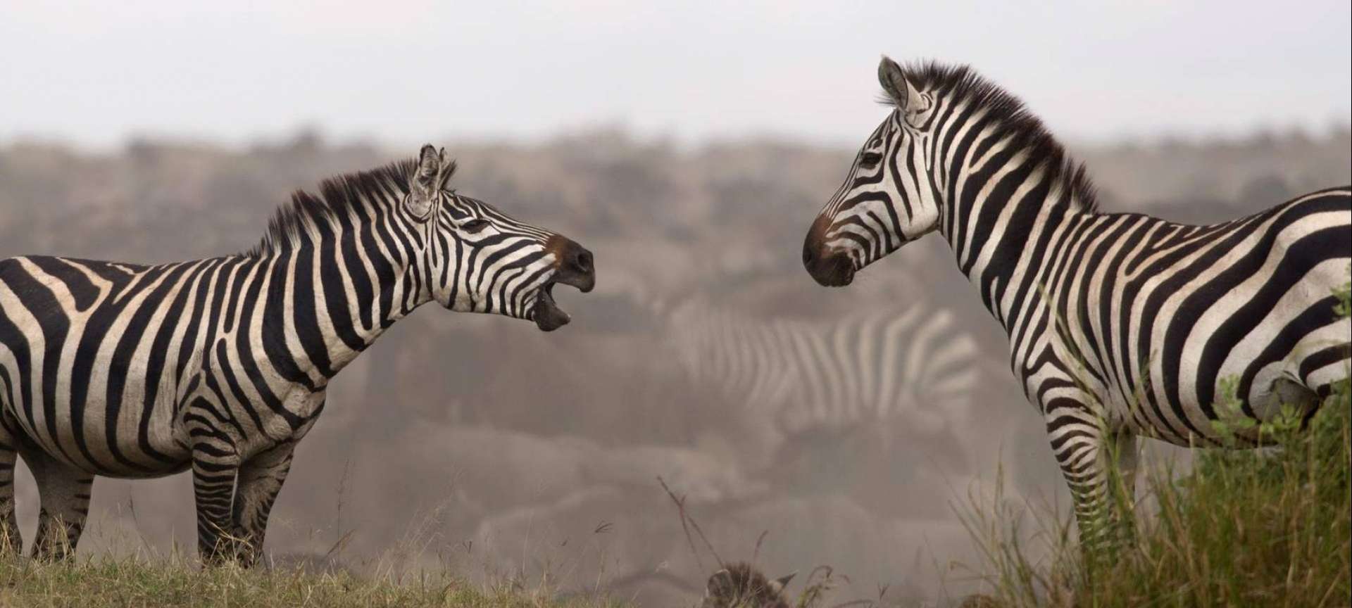 Tanzania Northern Circuit - Africa Wildlife Safaris
