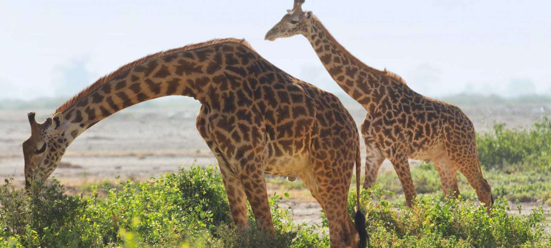 Amboseli National Park Safaris & Tours | Amboseli Safari | Discover Africa  Safaris