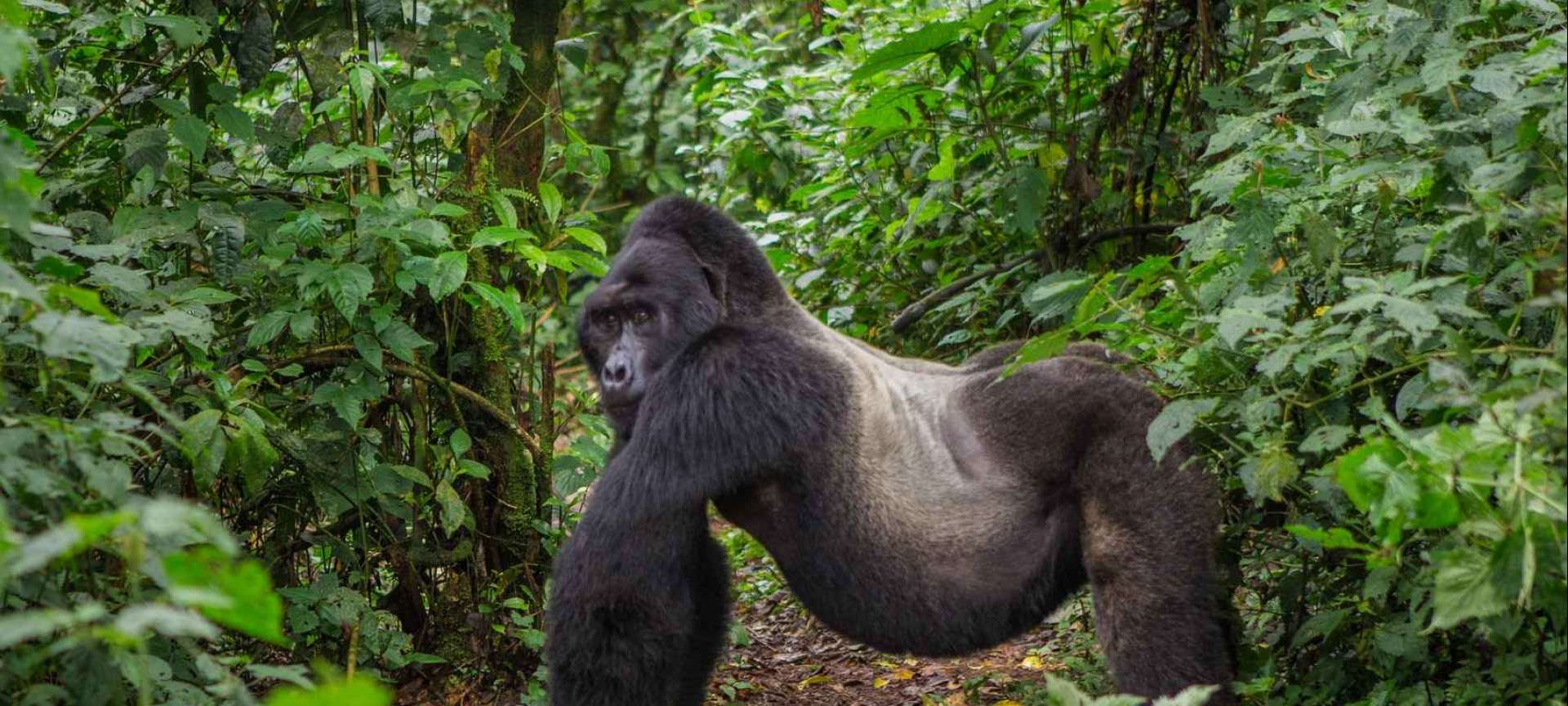 Bwindi Impenetrable National Park - Africa Wildlife Safaris
