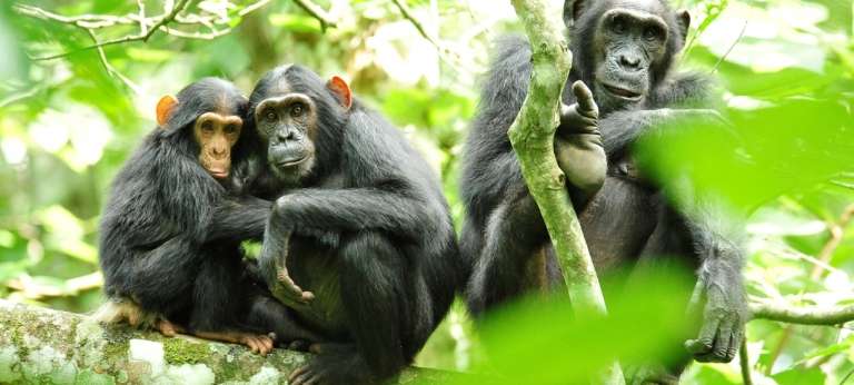 Kibale National Park