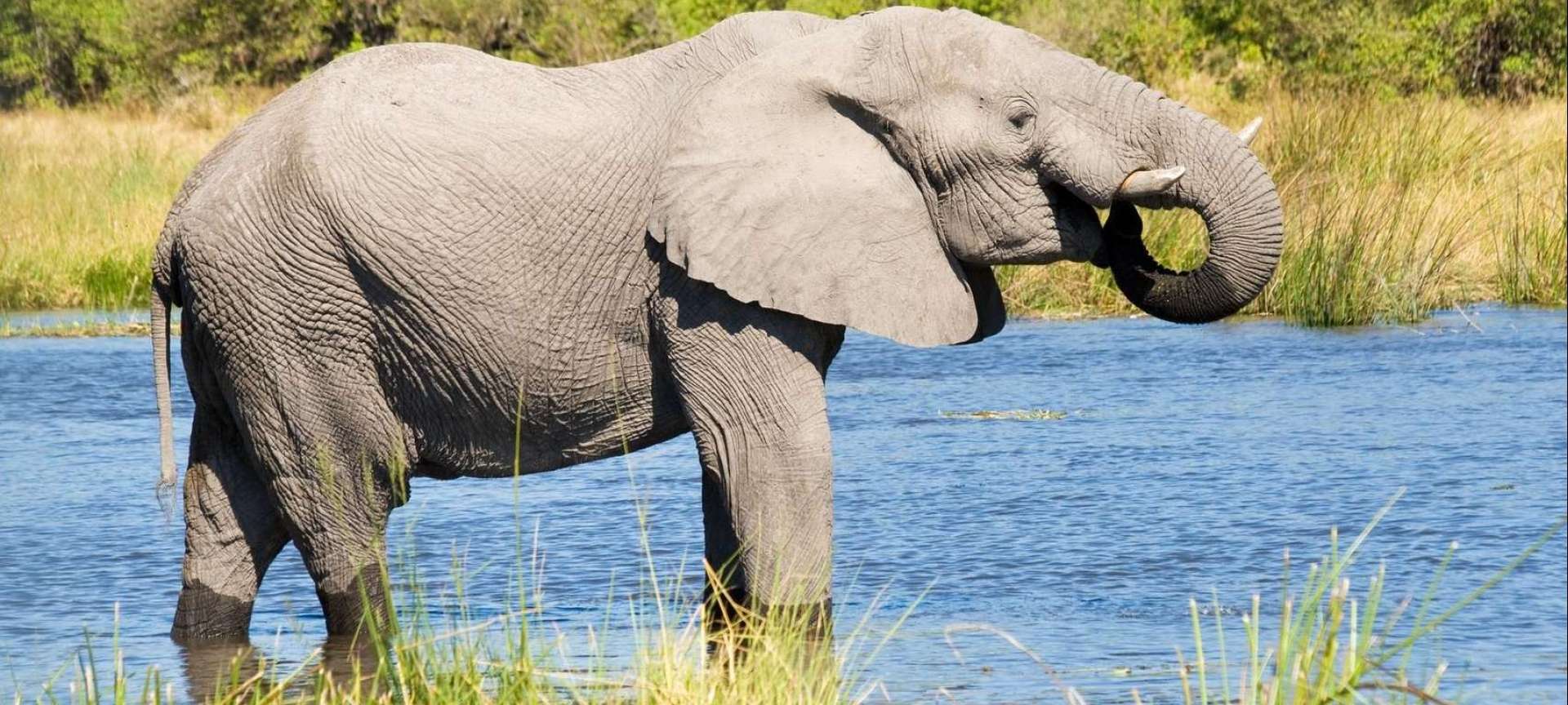 Chobe River - Africa Wildlife Safaris