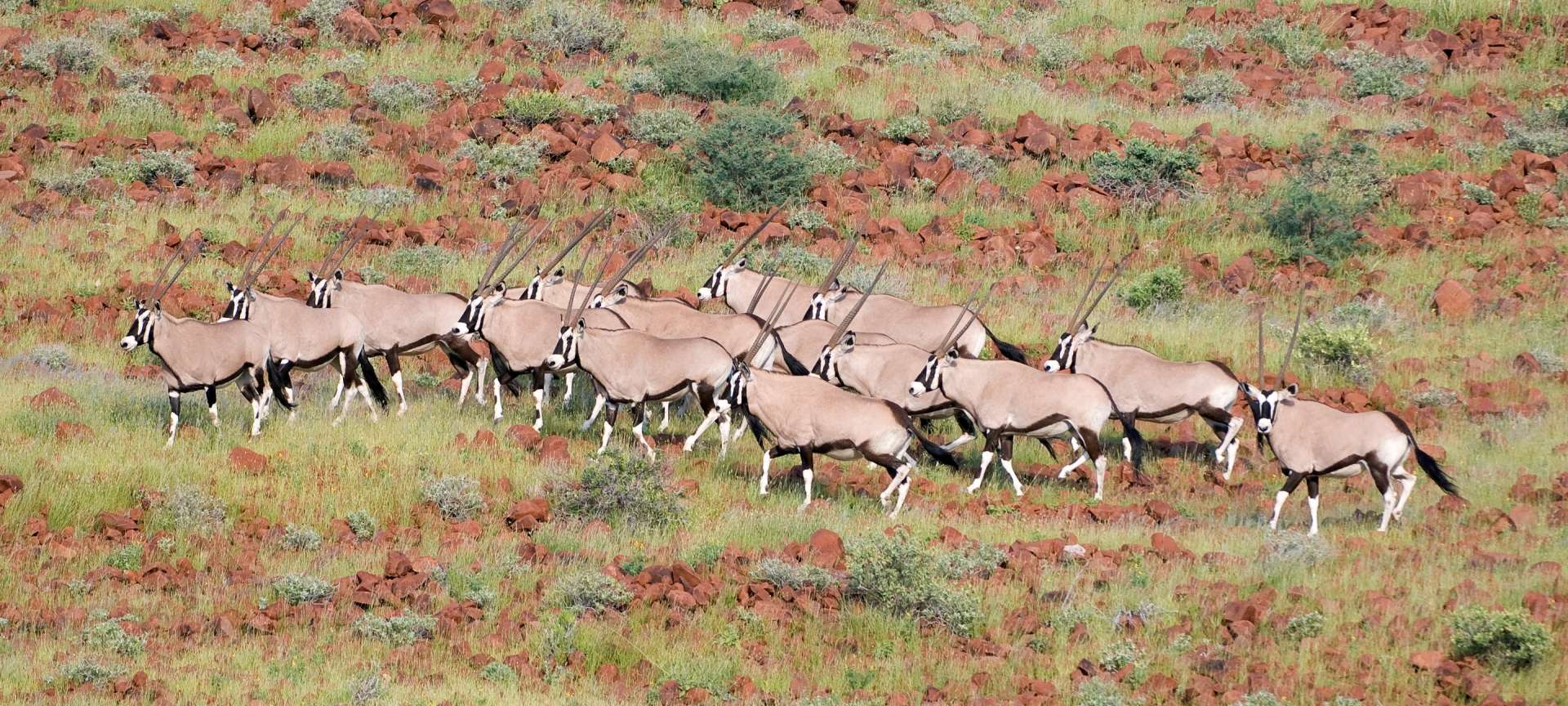 Damaraland - Africa Wildlife Safaris