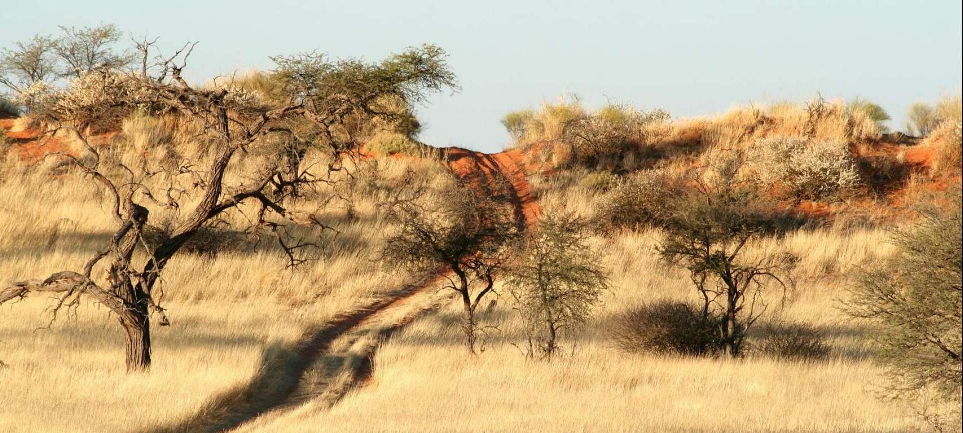 Kalahari Desert - Africa Wildlife Safaris