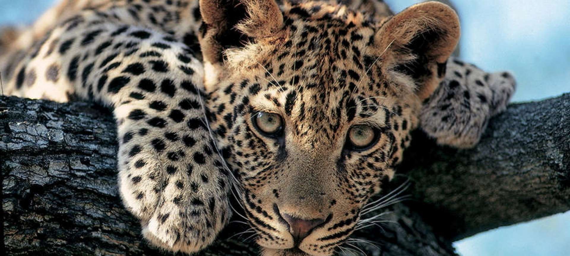 Kruger National Park (Greater Region) - Africa Wildlife Safaris