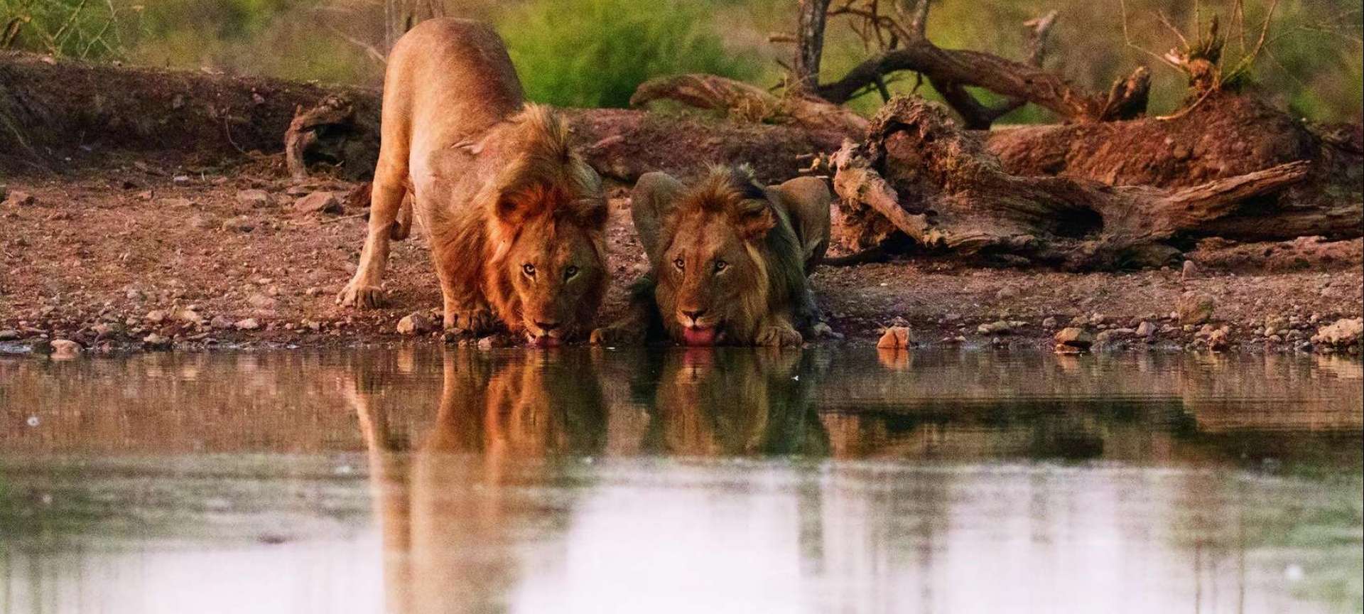 Madikwe Game Reserve - Africa Wildlife Safaris