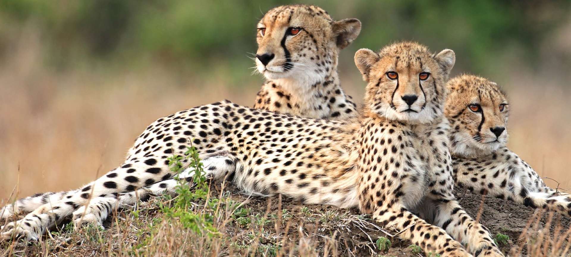 Phinda Game Reserve - Africa Wildlife Safaris