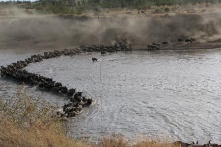 the-guests-at-lemala-kuria-hills-saw-four-mara-river-crossings-in-two-days