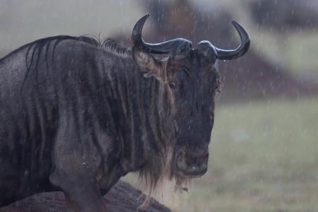 a-wildebeest-in-the-pouring-rain