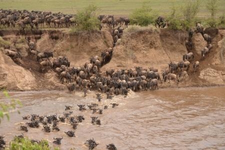 wildebeest-migration-crossing-from-the-trans-mara-into-the-mara-reserve