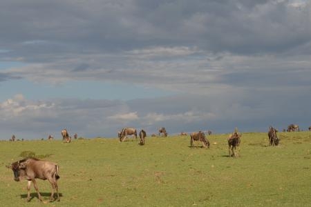 the-wildebeest-migration-exiting-the-olare-motorogi-conservancy