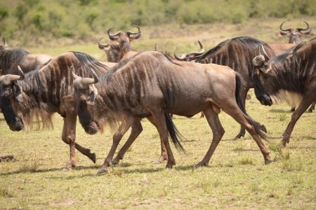 the-wildebeest-migration-is-moving-west