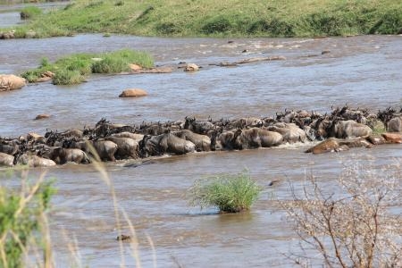 wildebeest-making-it-across-the-mara-river