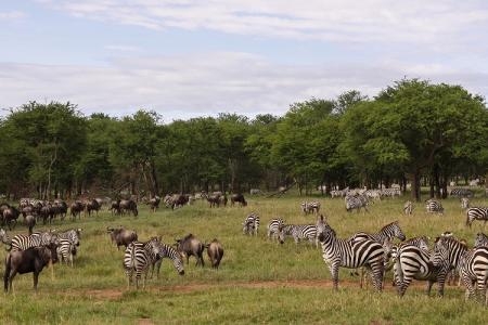 camp pioneer serengeti elewana zebra wildebeest 1500 1000 migratory animals alison